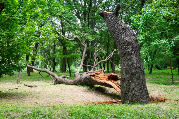 Lawn Pest Prevention in Greenwood, DE