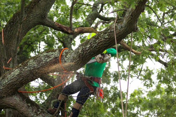 Best Emergency Tree Removal  in Greenwood, DE