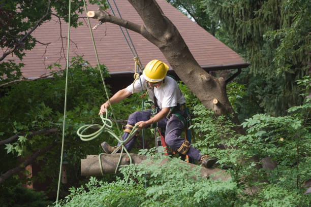 Best Tree Trimming and Pruning  in Greenwood, DE