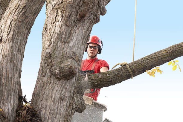 Best Tree Removal  in Greenwood, DE